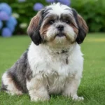 שיצו: הכלב הקטן עם האופי הגדול (המדריך המלא לגזע הכי נפוץ בישראל)